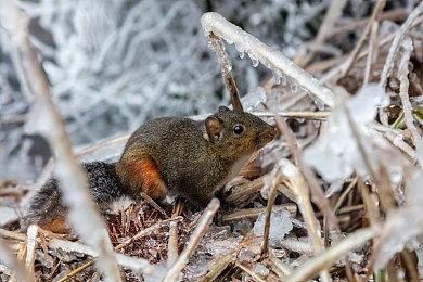 《幻兽帕鲁》PS5版已从TGS参展阵容中移除